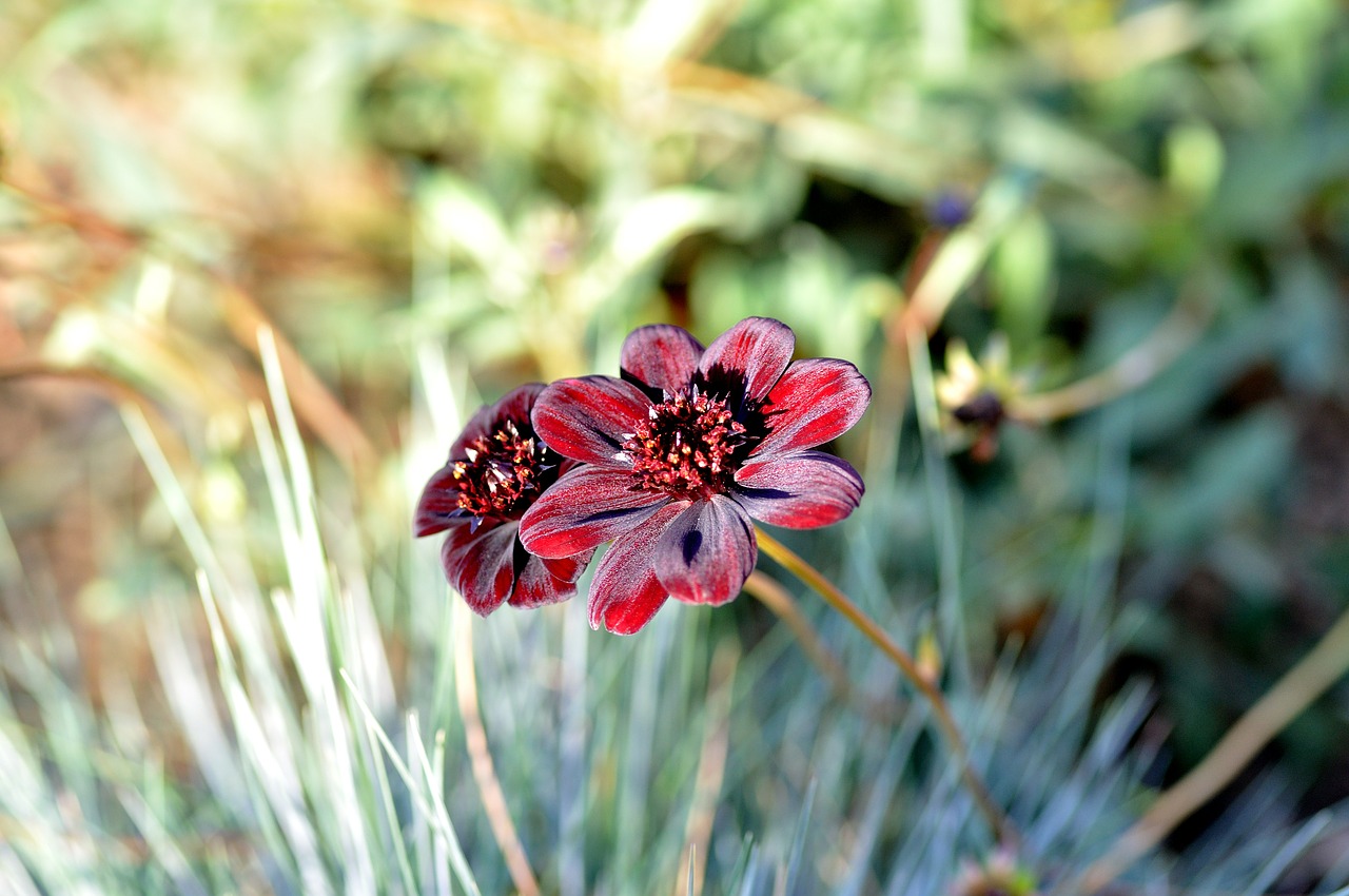 dark red flower